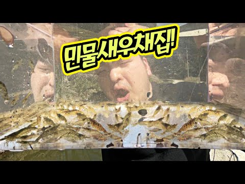 1kg 25만원? &amp;#39;토하&amp;#39; 대량채집해보자~