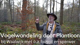 Vogelwandeling Door Plantloon Bij Waalwijk Met O.a. Bosuil En Sperwer