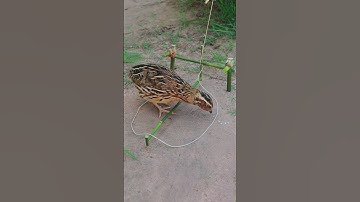 Unique Quail Trap Video #youtubeshorts #shortvideo #shorts