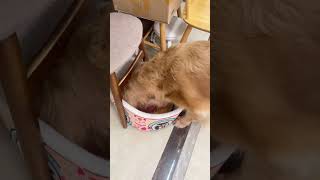 When I Was Slapped By Mimi I Vented My Anger In Someone Else S Nest Dog S Daily Life