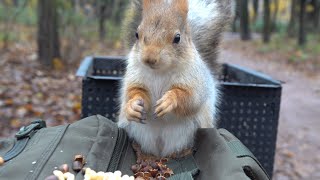 видео: Белки вечером. Зарисовка / Squirrels in the evening. The sketch картинка: Белки вечером. Зарисовка / Squirrels in the evening. The sketch