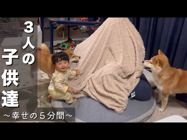 A baby clapping his hands in laughter, an older Shiba Inu who