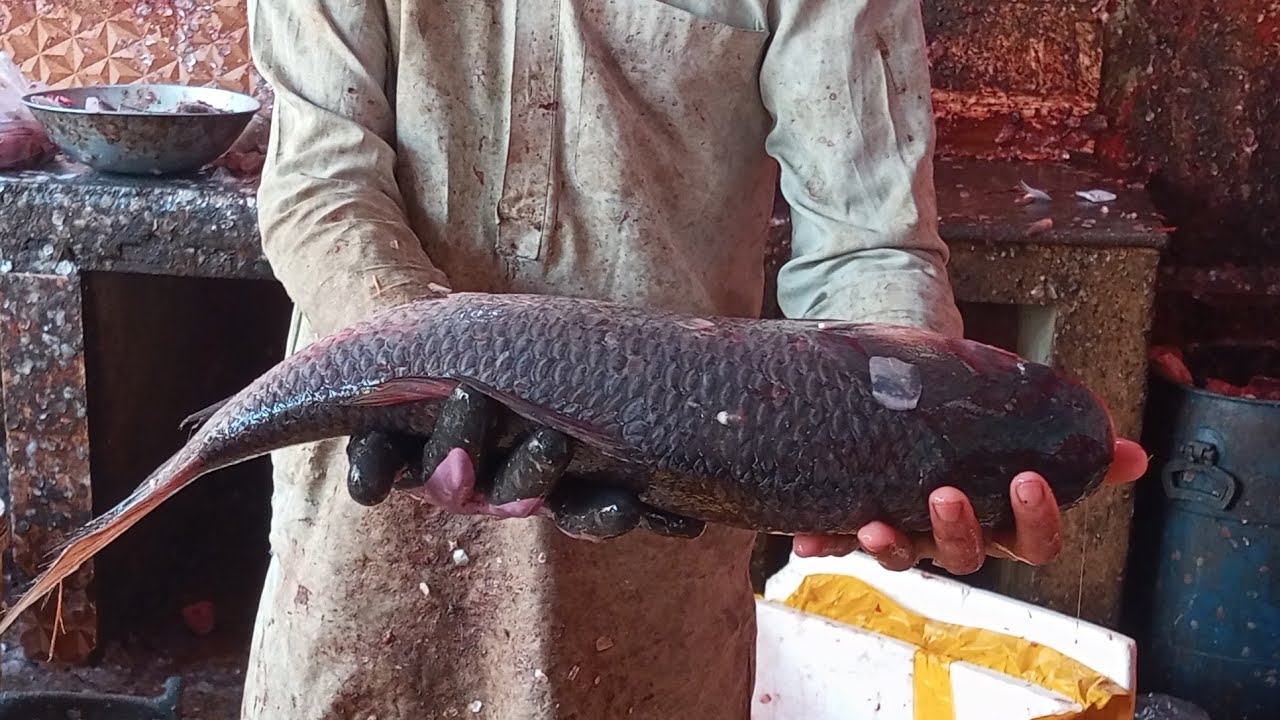 unbelievable fishing technique || Most Interesting  fishing technique