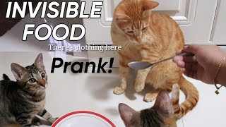 My Cats reacts to Invisible Food on a plate | CatsLifePH