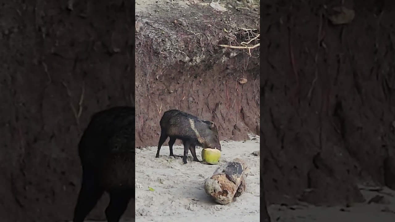 We didn't know that pigs liked Coconut that much | National Geographic Cruise Review 2025