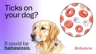 Accelerate your diagnosis of Babesia canis