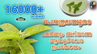 പേരഇലയുടെ ആയുർവേദ ഉപയോഗം | Guava leaf ayurvedic uses | Pera Ela ayurveda uses |green neighborhood