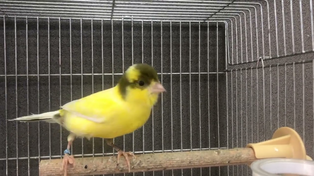 鳴きローラーカナリア Lovebirdfukuoka ラブバードフクオカ 22 6 3 Youtube 鳴きローラーカナリア Lovebirdfukuoka ラブバードフクオカ 22 6 3 Youtube