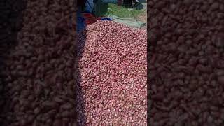 Tips Cara Praktis Membersihkan Bawang Merah