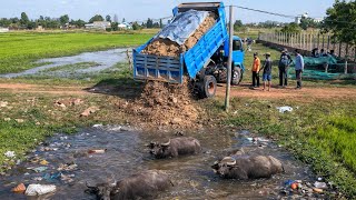 First Starting A New Perfect PROJECT! 5 Ton Dump Truck Unloading Soil \u0026 Bulldozer D20P Pushing Soil