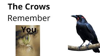 What Crows Secretly Know About You Will Shock You