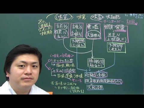 味覚の伝導路と特徴　３分で分かる解剖生理学