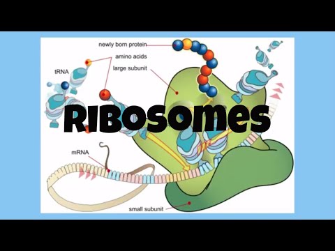 Video: Co by se s největší pravděpodobností stalo, kdyby ribozomy v buňce nefungovaly?