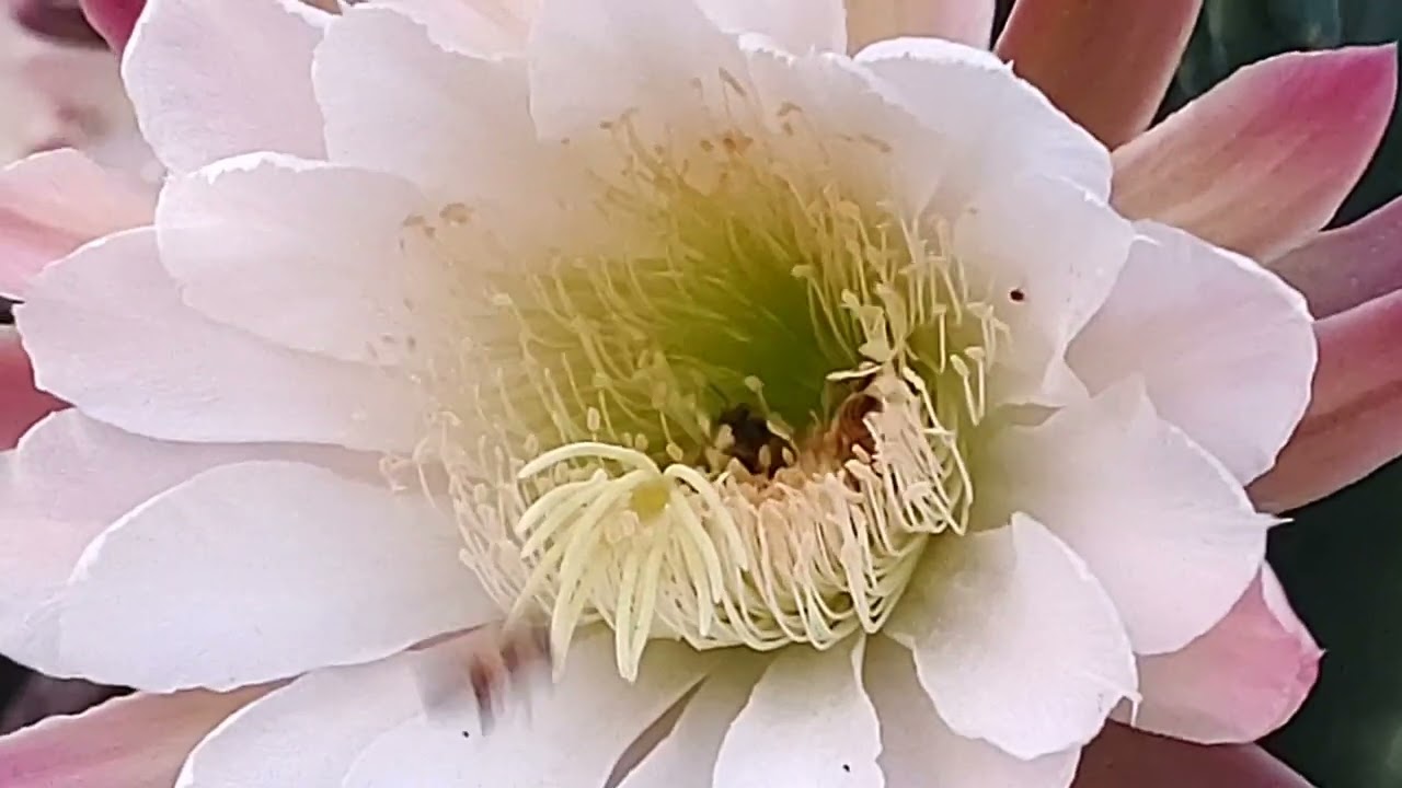 Honey Bees loving the Peruvian Apple Cactus (Kadushi)