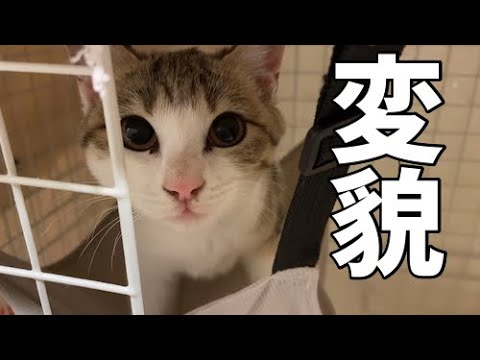 シャーシャー威嚇していた子猫ちゃん、甘えっ子になりました