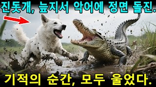 [해외사연] 진돗개, 늪지대에서 사투, 악어 물리쳐 생명 구출 #해외반응 #외국반응 #외국인반응 #해외사연 #해외감동사연 #실화기반 #진돗개