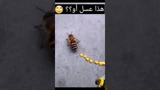 هل النحلة تخرج العسل بهذا الطريقة ؟؟