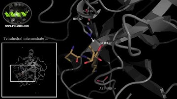 Tetrahedral intermediate formation in Trypsin