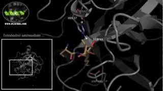 Tetrahedral intermediate formation in Trypsin