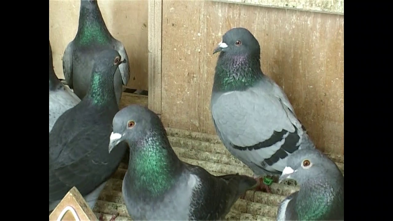 JOS VERCAMMEN - Belgia - CAŁY FILM !