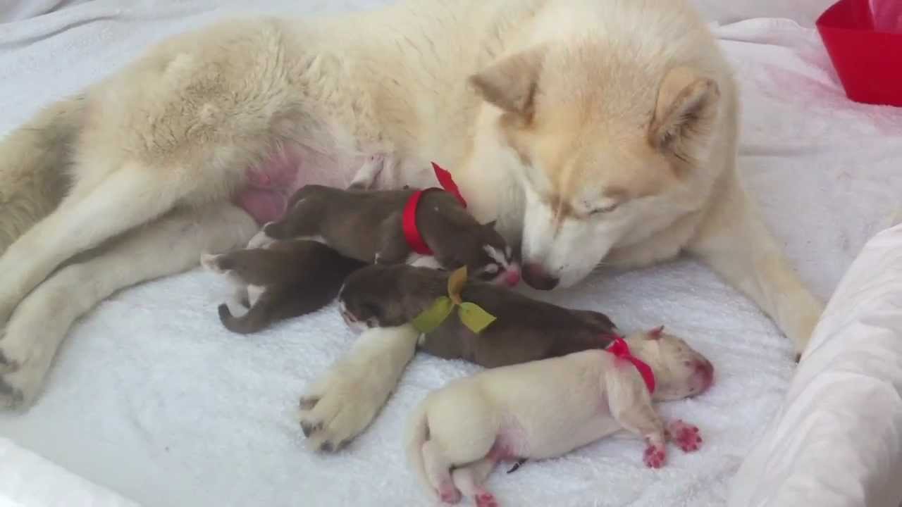newborn husky puppies