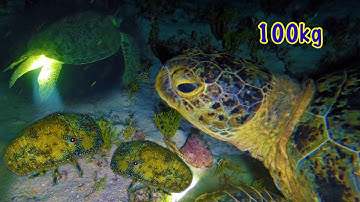 Lặn Biển Trường Sa | Phát Hiện Cụ Rùa 200Kg - Bắt Tôm Hùm Cá Mú