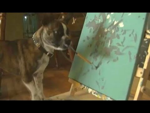 Vídeo: Este cão da pintura está sendo chamado o próximo Picasso