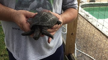 Fungus invading Aldabra Tortoise Shell