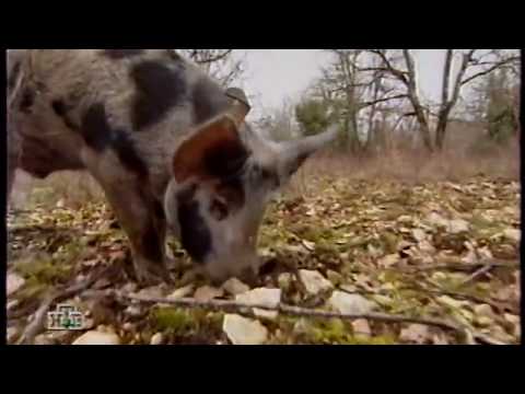 Video: Белгилүү даамдар: козу карындын трюфели