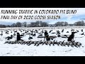 Goose Hunting 2020 Final Day - Hunt the Front in Colorado Pit Blind (Five Man Limit)