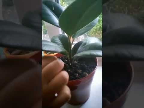 Vídeo: Per Què El Ficus De Benjamin Deixa Les Fulles?