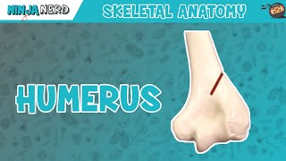 Humerus Anatomy