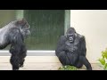 Lovely Moments : Silverback Gorilla Waiting for Female in the Rain | The Shabani’s Group