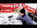 7000 рублей за один день! Добыча Серы! Живица лиственницы...