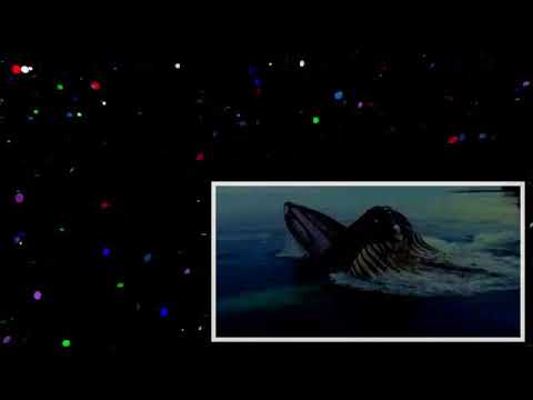 Dead Whale Carcass Feast _ Blue Planet _ BBC Earth