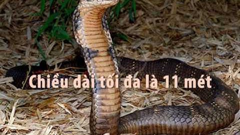 [TAMSUBIMSUA] Sự thật thú vị về loài rắn - phần 1