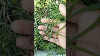 गमले में उगे घास पूस 😟 #viralvideo #flowers #nature #trending #gardenideas #beautiful
