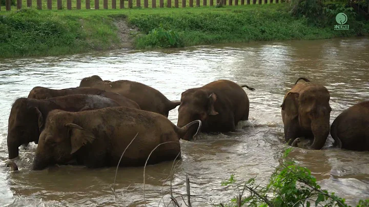 Elephant Having A Happy Chatter To Each Other - ElephantNews - DayDayNews