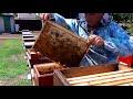 Сколько  пчелопакет может собрать мёда!