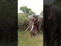Bathiya the Tusker Elephant’s Fight for Survival #elephantconservation #elephant #elephanthealing