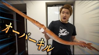 【完全勝利】アカヤガラをボコボコにオーバーキルしてしまった動画