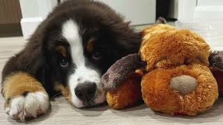 How to Successfully Use Your Snuggle Puppy with Motion Activated SmartBeat Heart #snugglepuppy