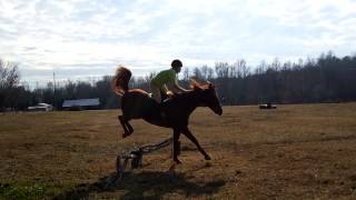 Mercedes - RAWS - Jumping/flat work 1-6-13