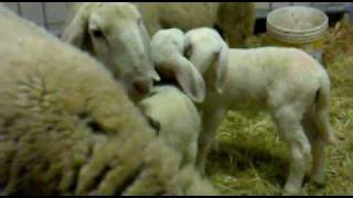 Fiera agricola Codogno 2011 (parte 1).mp4