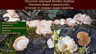 Панеллюс вяжущий Panellus stypticus Описание Видео определитель Сходные виды Свойства