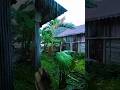 Heavy Rain Pouring on Big Taro Leaves 🌧️ Sleep Instantly ASMR #Shorts #RainSounds