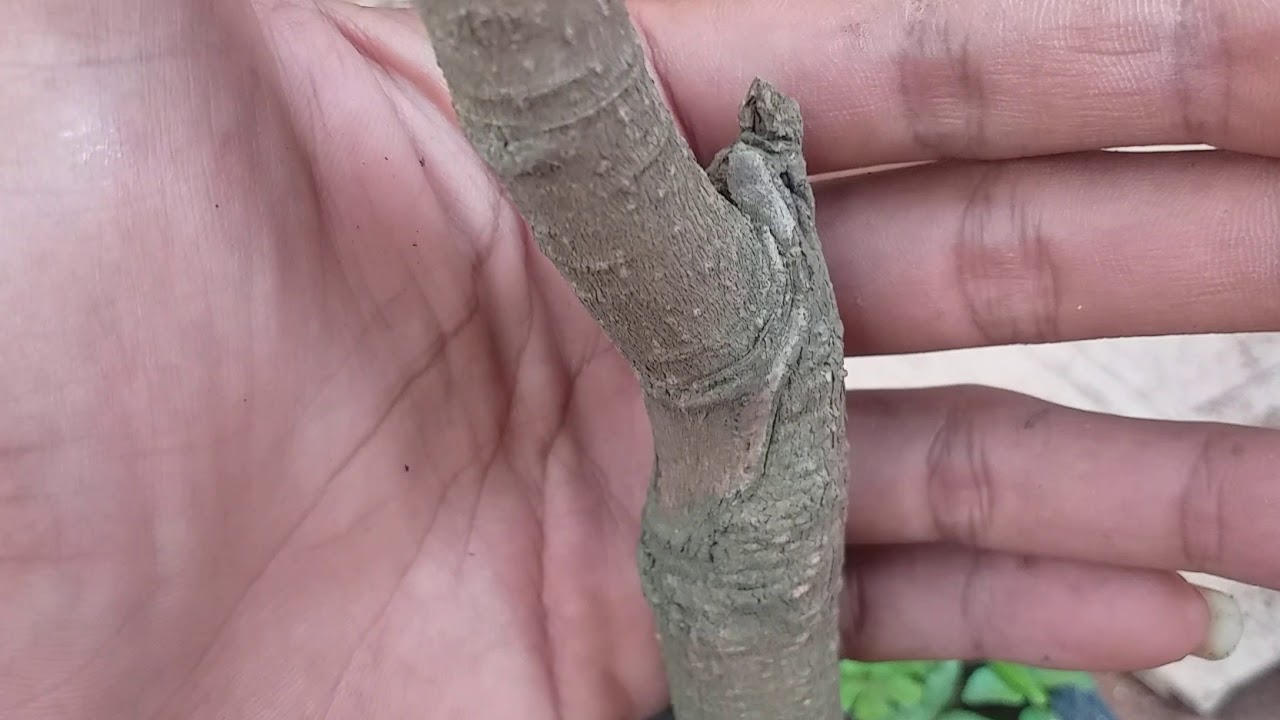 mana Yang Yang lebih cepet buah sambung pucuk dan okulasi