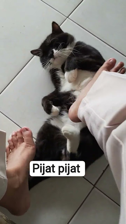pijat dulu biar santai #cat #funny #cute #animals #kitten #catshorts #catlovers #catlove