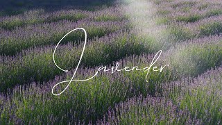 Demo Reel #03 - Lavender |4K|