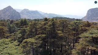 Cedar Forests, Lebanon